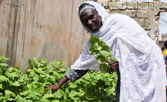 HISTOIRE DE RESILIENCE : Wakhinane Nimzatt - Le maraichage comme tremplin pour une vie meilleure